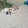 dogs, two_dogs, puppy, pet, animal, cone_of_shame, sleeping, lying_down, outdoor, patio, tiles, house, garden, potted_plant, toys, sunlight, brown_and_white, white_dog, relaxed, veterinary_collar