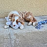 puppy, dog, sleeping, lying_down, brown_and_white, floppy_ears, plush_toy, rope_toy, patio, concrete, outdoor, wall, resting, pet, cute, fur, paws, relaxed, portrait, plaything