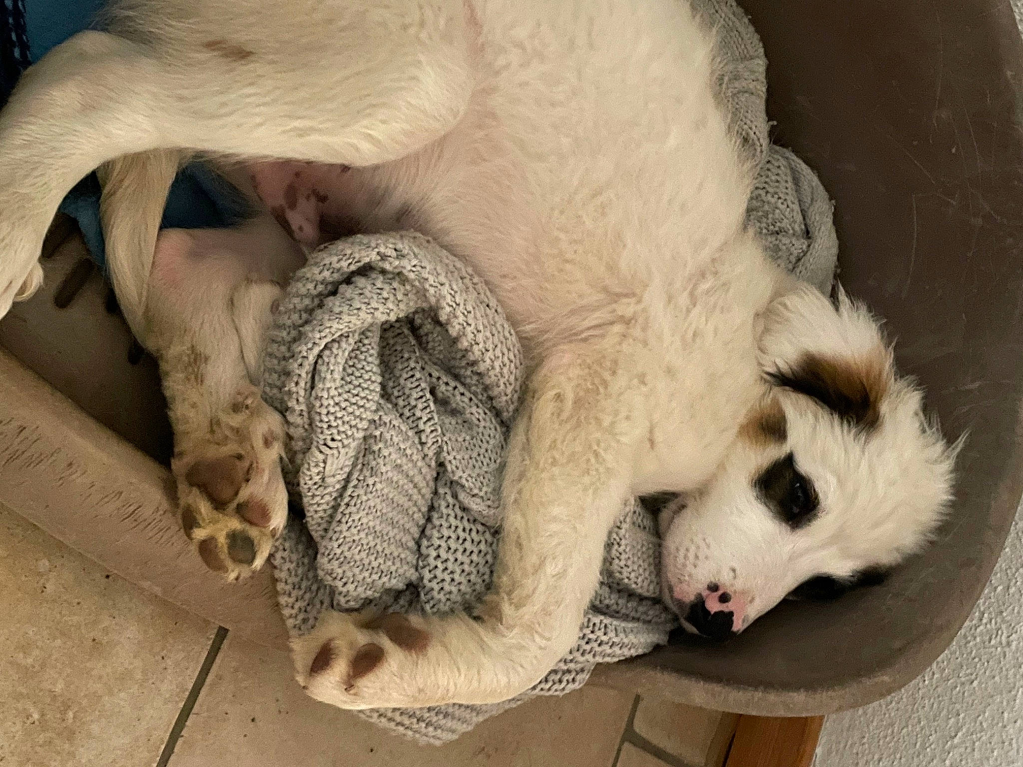 Rasta a rejoint le concours — aidez-le/la à gagner de superbes lots ! canidae, carnivore, claw, companion_dog, dog, dog_breed, fang, fawn, fur, jaw, mammal, paw, snout, sporting_group, terrestrial_animal, vertebrate, whiskers, wildlife, working_animal, wrinkle