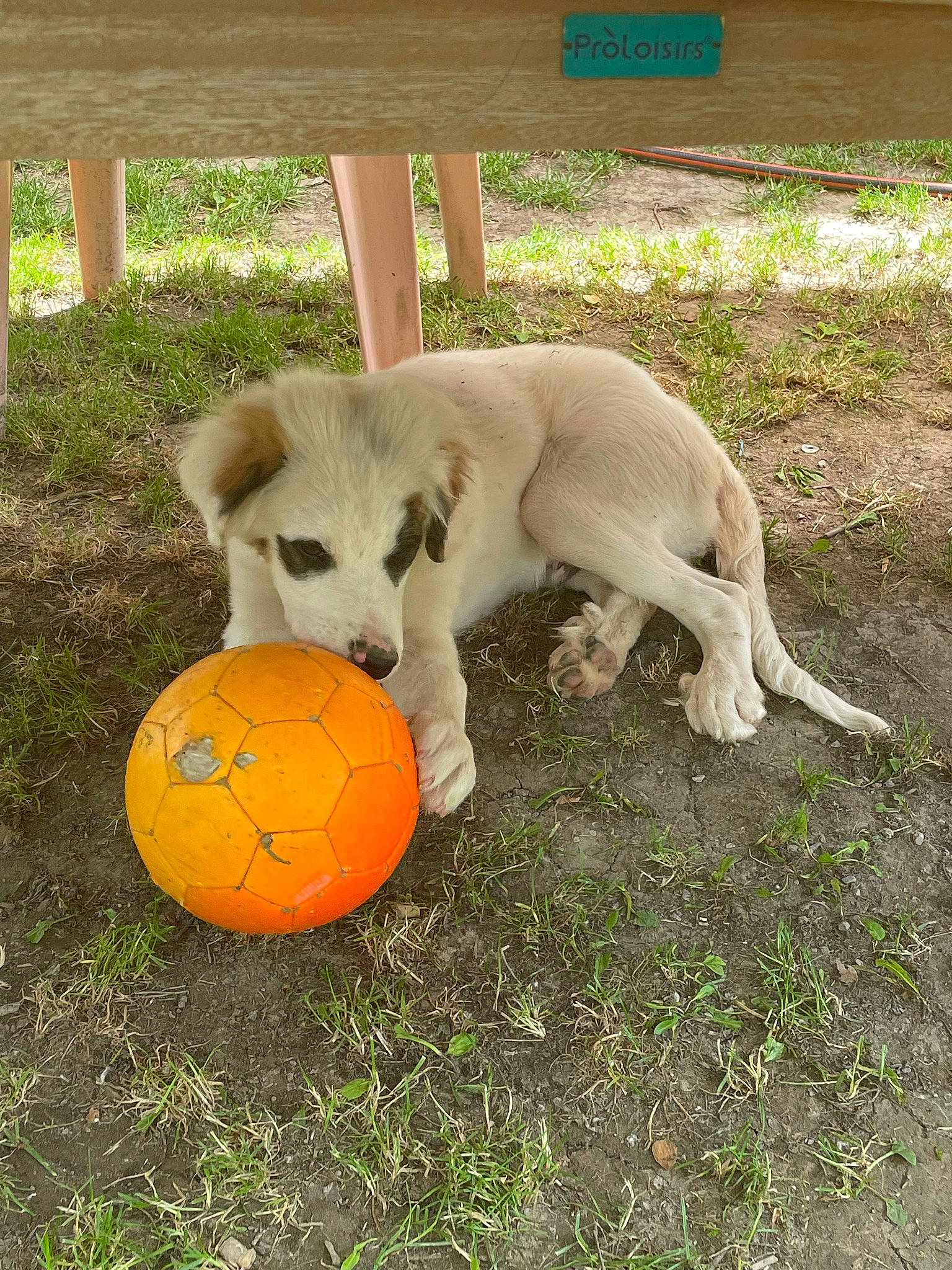 Rasta a rejoint le concours — aidez-le/la à gagner de superbes lots ! ball, carnivore, companion_dog, dog, dog_breed, dog_toy, fawn, flooring, football, grass, recreation, soccer, soccer_ball, sporting_group, sports_equipment, sports_toy, tail, tennis_ball, toy, working_animal