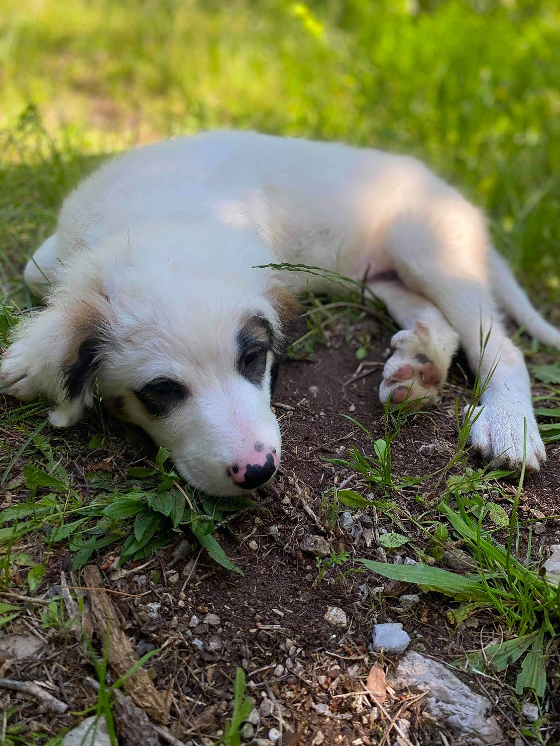 Rasta participe au concours pour gagner de l'argent avec cette photo : carnivore, companion_dog, dog, dog_breed, fawn, grass, non_sporting_group, paw, plant, puppy, soil, sporting_group, tail, terrestrial_animal, whiskers, working_animal