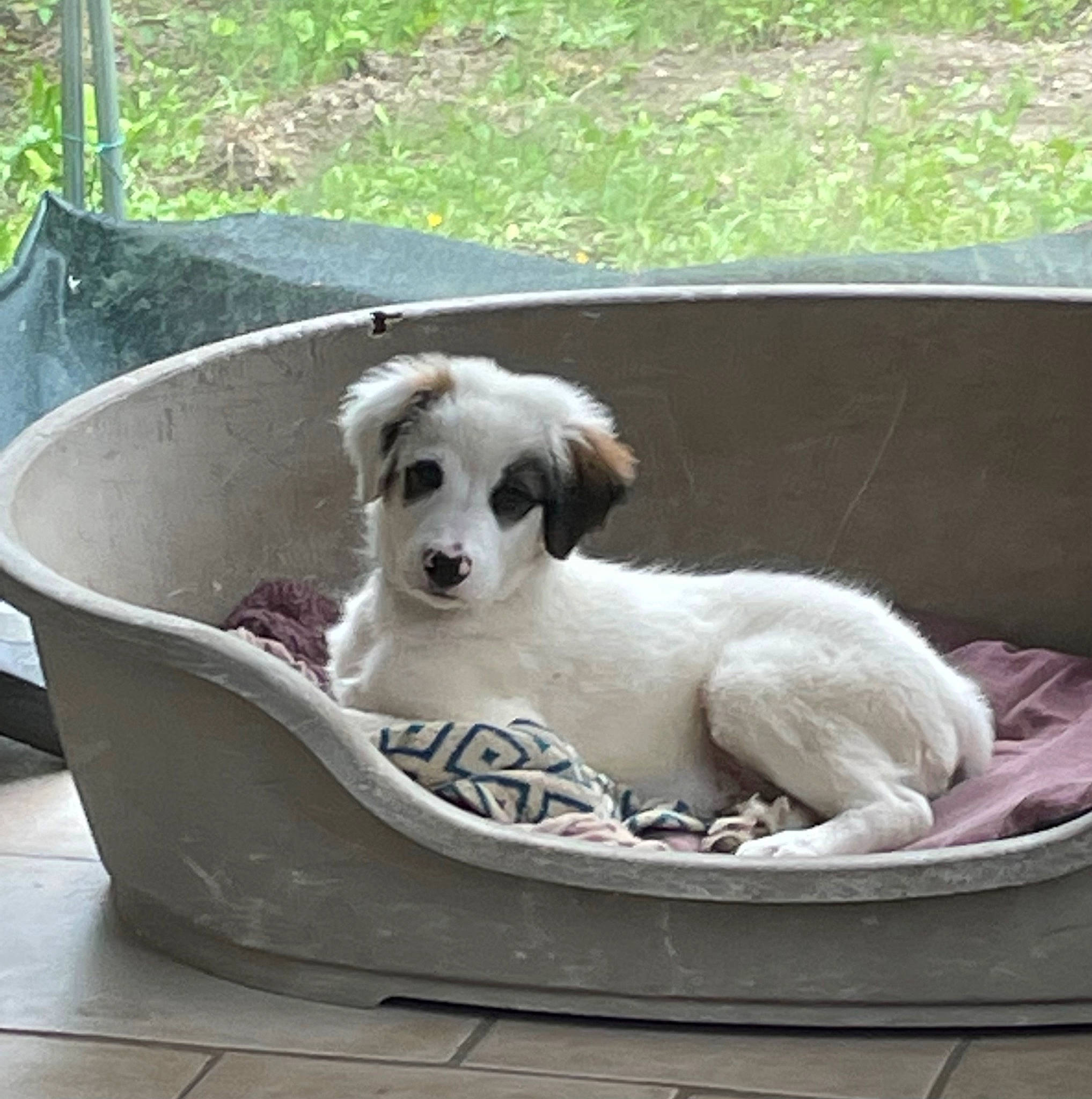 Rasta participe au concours pour gagner de l'argent avec cette photo : bowl, canidae, carnivore, collar, comfort, companion_dog, dog, dog_bed, dog_breed, dog_collar, dog_supply, fawn, grass, outdoor_furniture, outdoor_sofa, pet_supply, recreation, sporting_group, wicker, working_animal