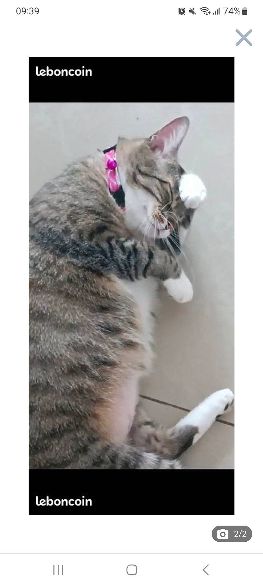 Naya a rejoint le concours — aidez-le/la à gagner de superbes lots ! carnivore, cat, domestic_short_haired_cat, ear, felidae, fur, paw, photo_caption, sitting, small_to_medium_sized_cats, snout, tail, whiskers