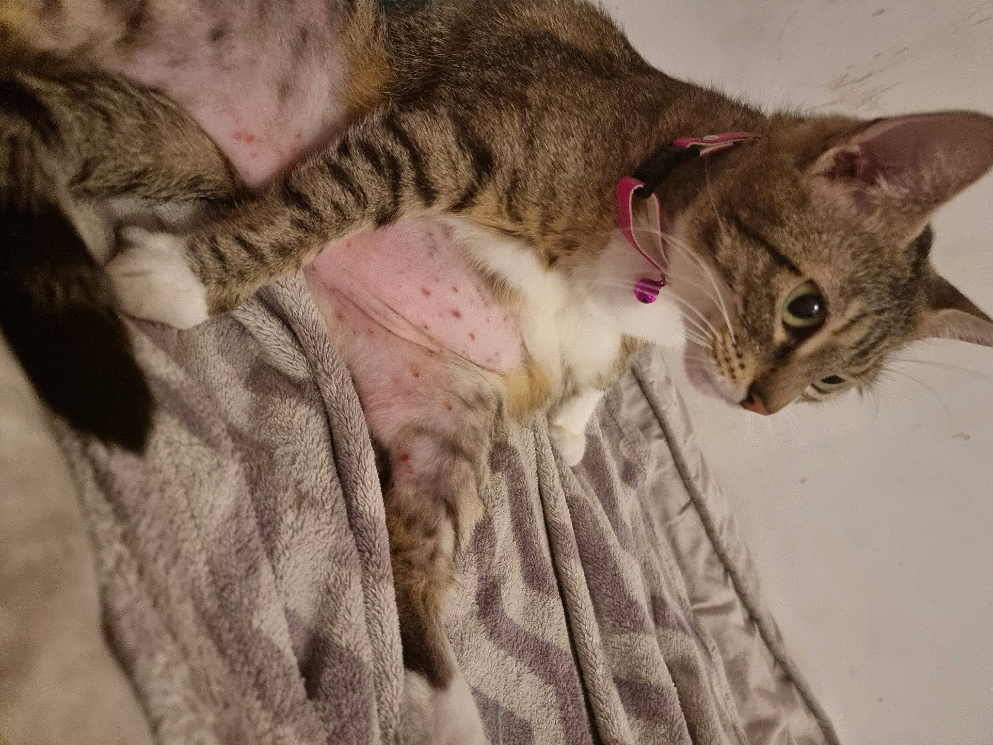 Naya a rejoint le concours — aidez-le/la à gagner de superbes lots ! carnivore, cat, claw, domestic_short_haired_cat, ear, fawn, felidae, fur, paw, small_to_medium_sized_cats, snout, tail, terrestrial_animal, tree, whiskers