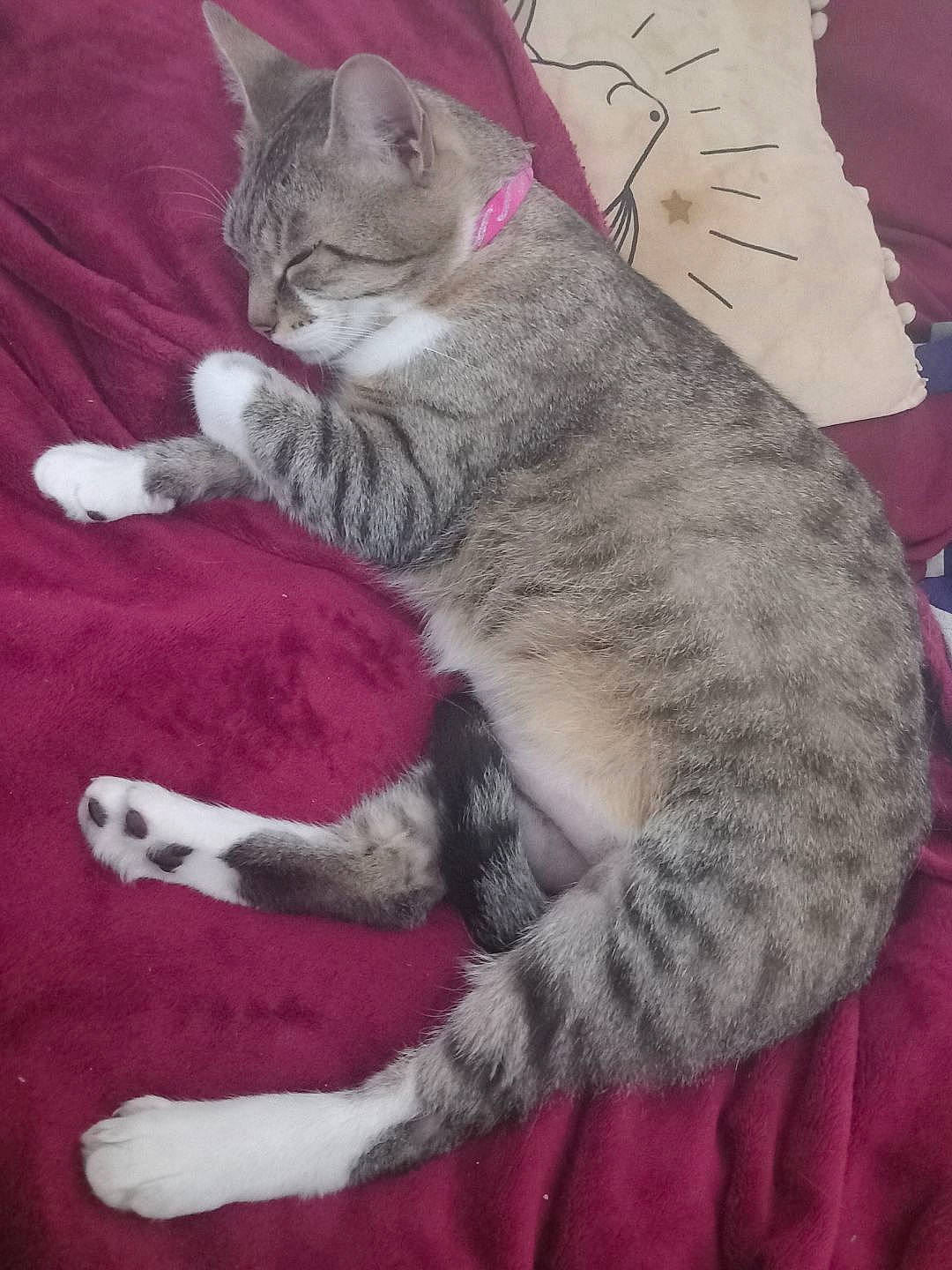 Naya participe au concours pour gagner de l'argent avec cette photo : art, carnivore, cat, claw, comfort, domestic_short_haired_cat, felidae, fur, grey, magenta, paw, pink, small_to_medium_sized_cats, tail, terrestrial_animal, whiskers