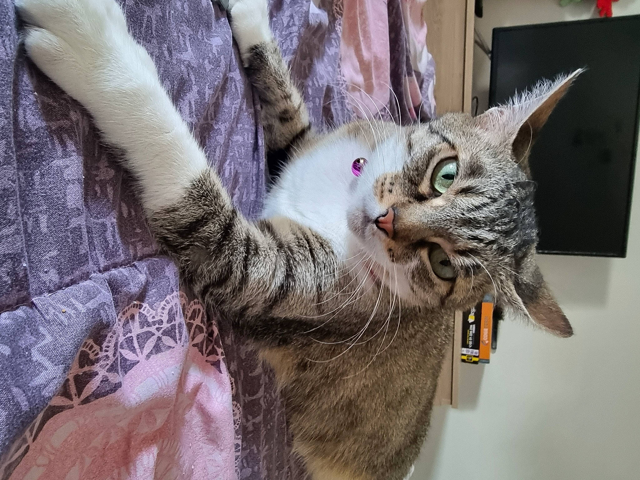 Naya a rejoint le concours — aidez-le/la à gagner de superbes lots ! art, carnivore, cat, claw, collar, domestic_short_haired_cat, door, felidae, fur, paw, small_to_medium_sized_cats, snout, tail, tree, whiskers