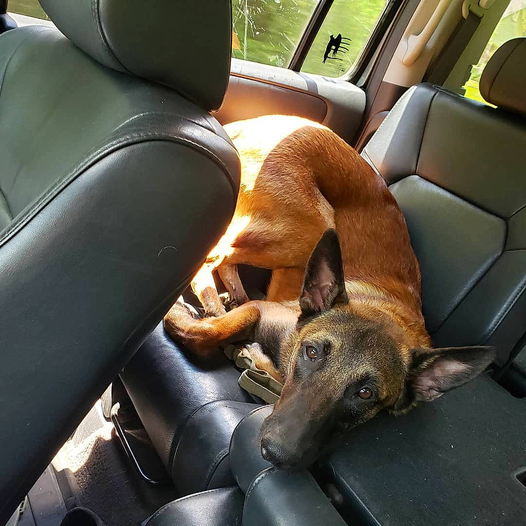 Riptide joined the competition — help win amazing prizes! aspin, canidae, car, car_seat, carnivore, dog, dog_breed, fawn, formosan_mountain_dog, snout, street_dog, vehicle, vehicle_door