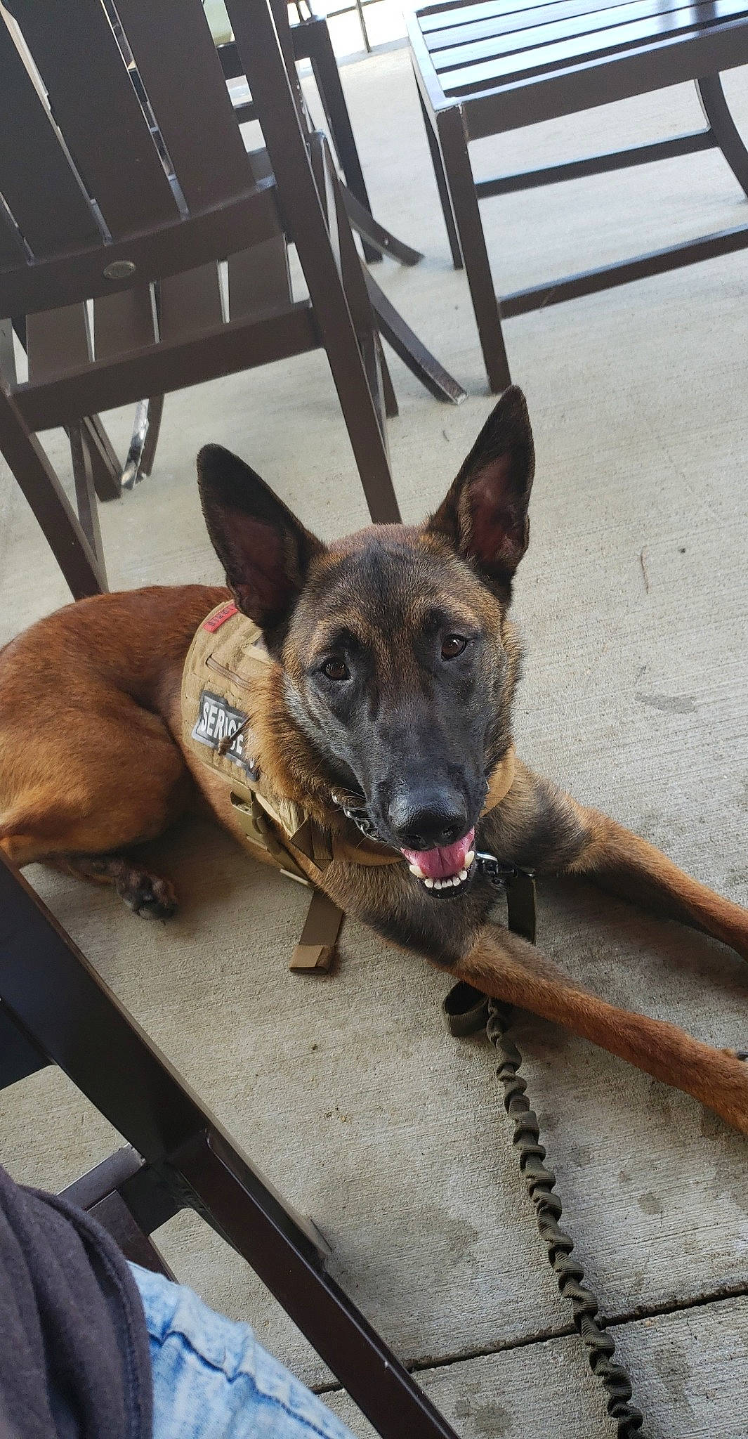 Riptide joined the competition — help win amazing prizes! belgian_shepherd, belgian_shepherd_malinois, canidae, carnivore, dog, dog_breed, dutch_shepherd_dog, fawn, formosan_mountain_dog, mammal, rare_breed_dog, snout, vertebrate