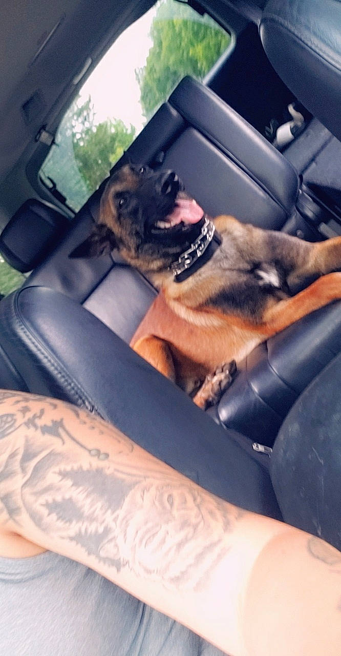 Riptide joined the competition — help win amazing prizes! auto_part, canidae, car, car_seat, car_seat_cover, carnivore, companion_dog, dog, dog_breed, driving, fawn, german_shepherd_dog, vehicle, vehicle_door