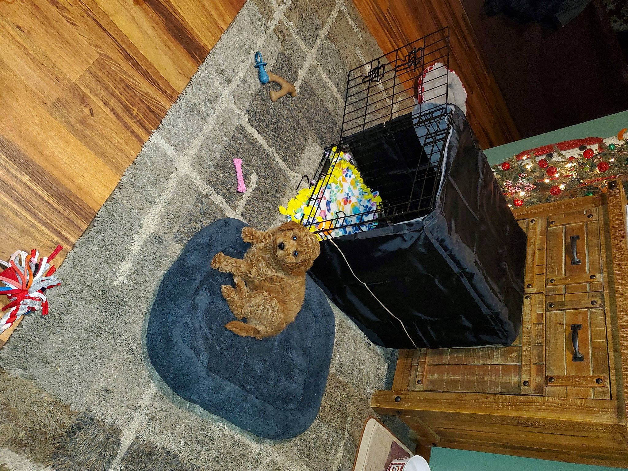 Carmel is registered to the contest to win money with this photo: art, building, flooring, font, fun, glass, hardwood, house, leisure, pattern, road_surface, room, soil, space, tree, urban_design, visual_arts, wood, wood_stain, world