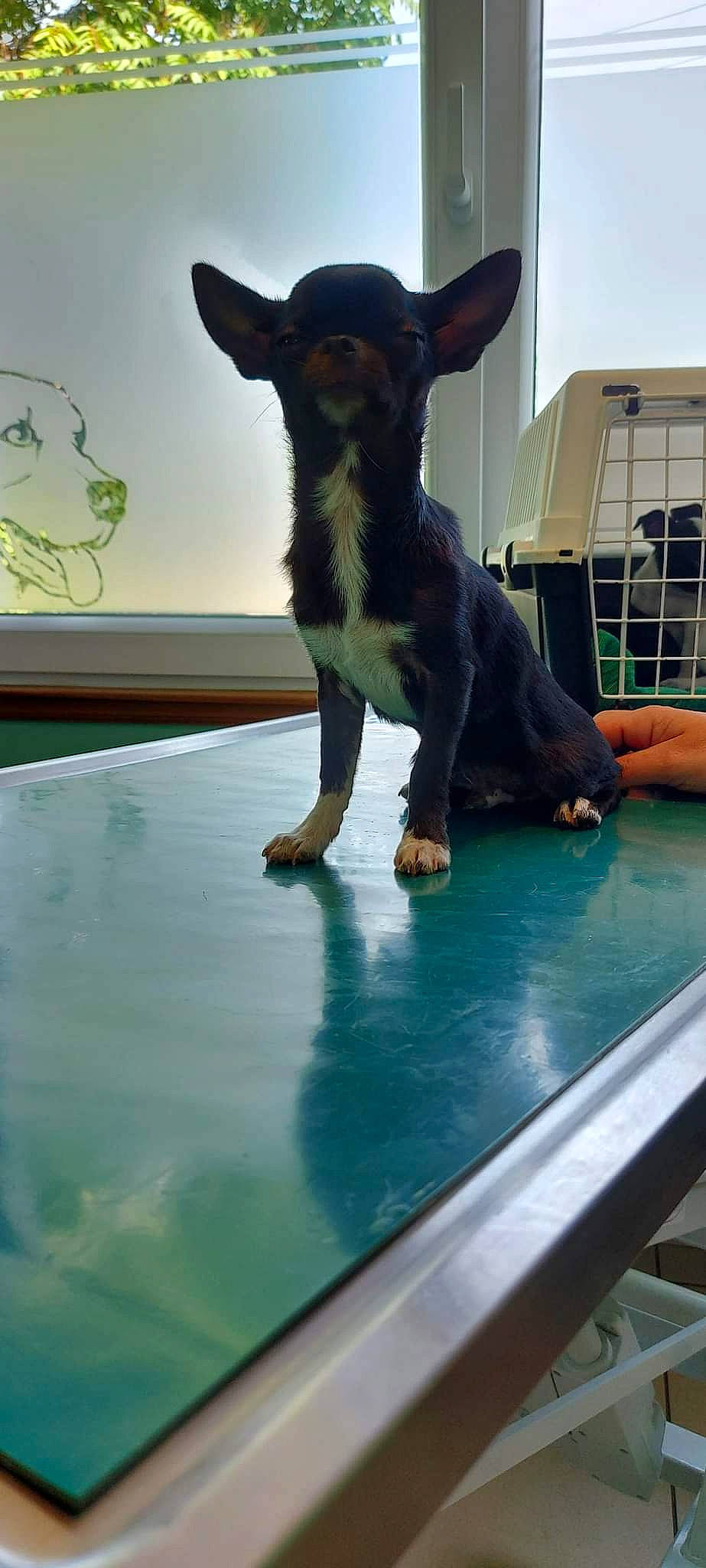 Diaz participe au concours pour gagner de l'argent avec cette photo : art, carnivore, companion_dog, dog, dog_breed, fawn, flooring, foot, fun, hat, leisure, liver, livestock, mammal, snout, sporting_group, tail, water, window, working_animal