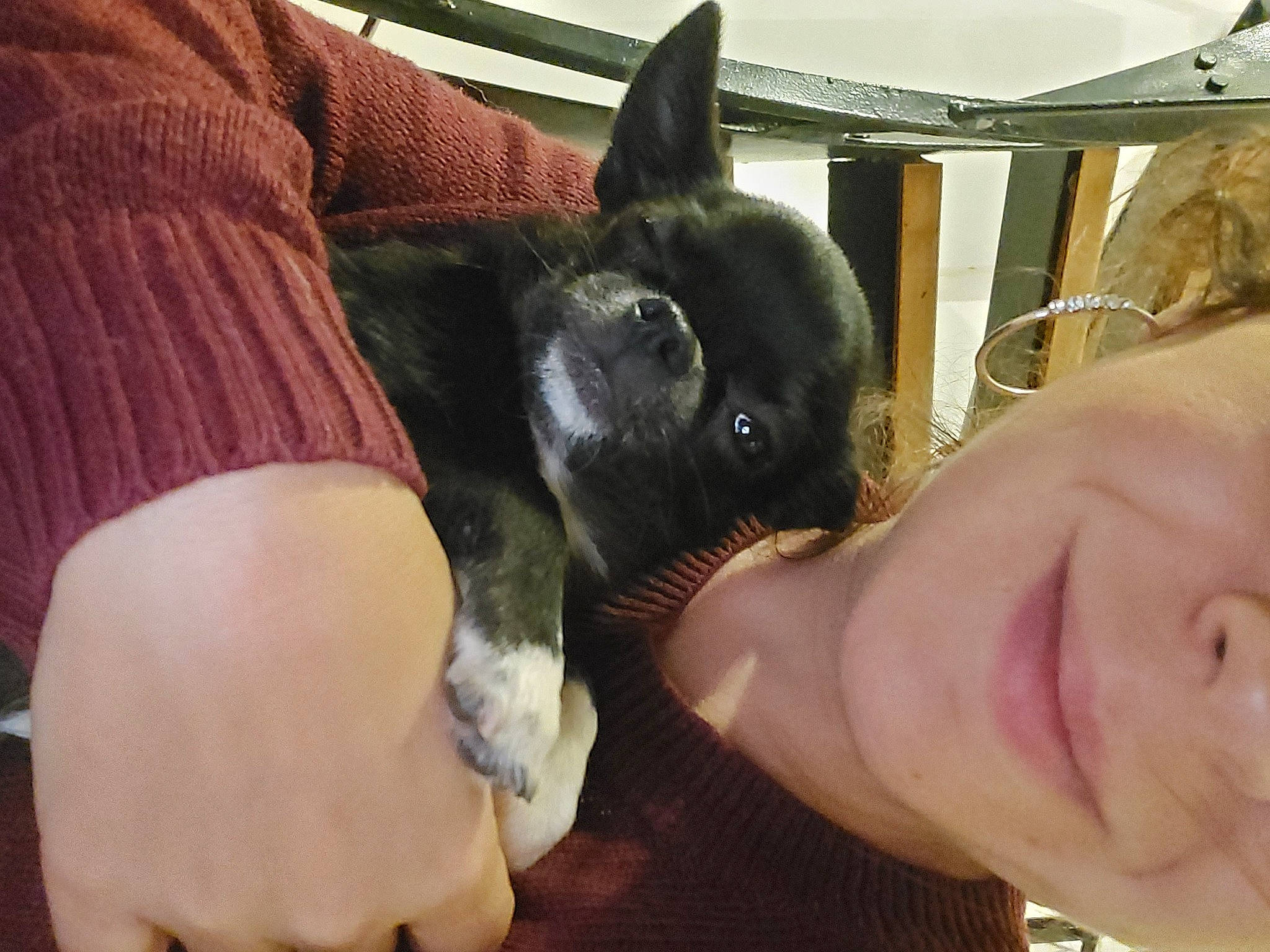 Diaz a rejoint le concours — aidez-le/la à gagner de superbes lots ! canidae, carnivore, comfort, companion_dog, couch, dog_breed, ear, fawn, felidae, finger, fur, gesture, happy, jaw, lap, small_to_medium_sized_cats, smile, snout, sporting_group, whiskers