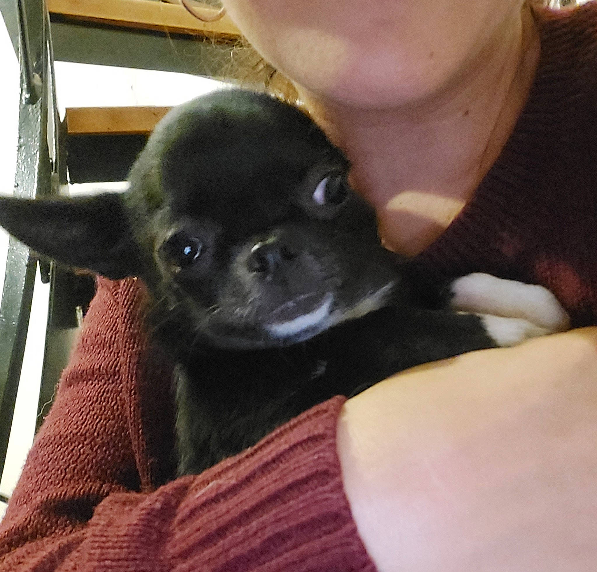 Diaz participe au concours pour gagner de l'argent avec cette photo : canidae, carnivore, comfort, companion_dog, dog, dog_breed, ear, fawn, finger, fur, gesture, liver, nail, paw, snout, sporting_group, terrestrial_animal, toy_dog, whiskers, working_animal