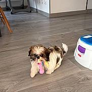 Aya participe au concours pour gagner de l'argent avec cette photo : dog, puppy, toy, wooden_floor, indoor, pet, small_dog, playful, household, flooring, step_stool, baby_chair, cute, walking, fur, living_room, domestic_animal, chew_toy, white, brown