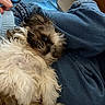 puppy, dog, fluffy, fur, sleepy, lap, denim, blue_jeans, hand, cozy, indoor, cute, pet, resting, young_dog, animal, soft, comfort, relaxed, casual