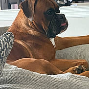 Tucker joined the competition — help win amazing prizes! animal, boxer, brown_dog, canine, closeup, companion, couch, dog, ears, furniture, home, indoor, living_room, mammal, paw, pet, relaxed, resting, snout, tongue_out