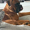 animal, boxer, brown_dog, canine, closeup, companion, couch, dog, ears, furniture, home, indoor, living_room, mammal, paw, pet, relaxed, resting, snout, tongue_out