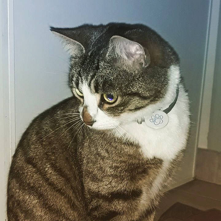 Oréo participe au concours pour gagner de l'argent avec cette photo : aegean_cat, american_bobtail, american_shorthair, american_wirehair, asian, australian_mist, british_semi_longhair, california_spangled, carnivore, cat, domestic_short_haired_cat, dragon_li, european_shorthair, felidae, fur, mammal, polydactyl_cat, small_to_medium_sized_cats, tabby_cat, whiskers