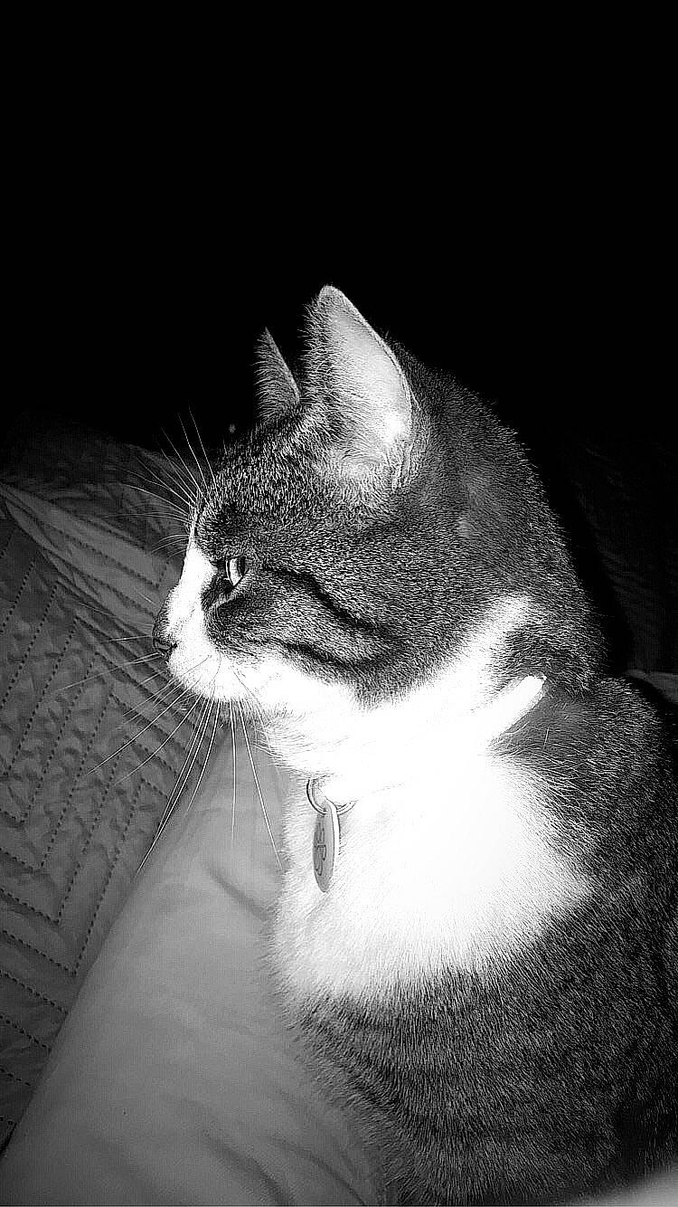 Oréo a rejoint le concours — aidez-le/la à gagner de superbes lots ! american_wirehair, black, black_and_white, carnivore, cat, darkness, domestic_short_haired_cat, ear, european_shorthair, eye, felidae, fur, monochrome, monochrome_photography, night, nose, small_to_medium_sized_cats, snout, whiskers, white