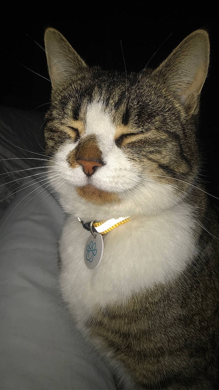 Oréo a rejoint le concours — aidez-le/la à gagner de superbes lots ! aegean_cat, american_shorthair, american_wirehair, asian, carnivore, cat, domestic_short_haired_cat, european_shorthair, eye, felidae, fur, kitten, mammal, nose, small_to_medium_sized_cats, snout, tabby_cat, whiskers