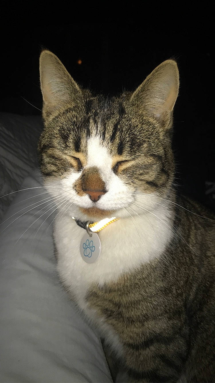 Oréo participe au concours pour gagner de l'argent avec cette photo : aegean_cat, american_shorthair, american_wirehair, asian, carnivore, cat, domestic_short_haired_cat, european_shorthair, felidae, fur, polydactyl_cat, small_to_medium_sized_cats, snout, tabby_cat, whiskers