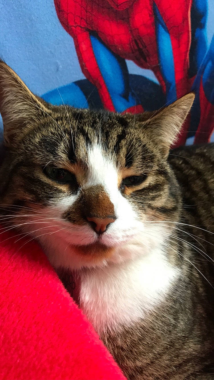 Oréo participe au concours pour gagner de l'argent avec cette photo : aegean_cat, american_wirehair, carnivore, cat, close_up, domestic_short_haired_cat, european_shorthair, felidae, fur, kitten, nap, nose, sky, small_to_medium_sized_cats, snout, tabby_cat, whiskers