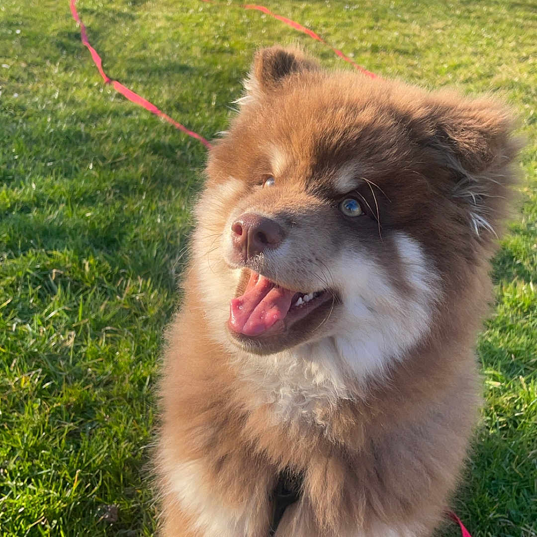 Nougat participe au concours pour gagner de l'argent avec cette photo : accessories, animal, bodypart, canine, chow, dog, eskimodog, field, grass, grassland, husky, lawn, leash, nature, outdoors, park, pet, plant, puppy, strap