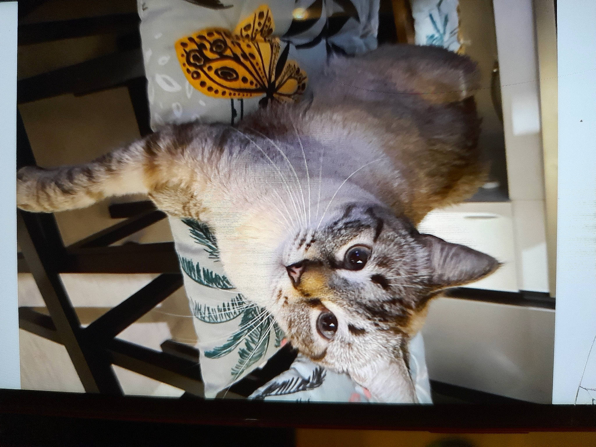 Rocky a rejoint le concours — aidez-le/la à gagner de superbes lots ! art, butterfly, carnivore, cat, claw, comfort, domestic_short_haired_cat, felidae, fur, insect, metal, paw, pollinator, rectangle, room, small_to_medium_sized_cats, tail, visual_arts, whiskers, wood