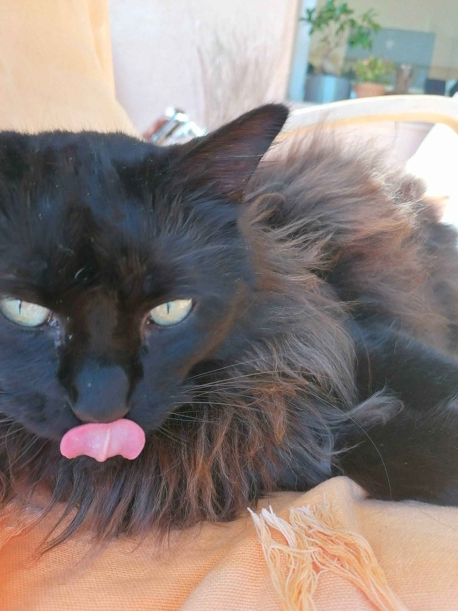 Boris a rejoint le concours — aidez-le/la à gagner de superbes lots ! black_cat, british_longhair, carnivore, cat, domestic_long_haired_cat, ear, felidae, fur, kitten, mammal, nebelung, norwegian_forest_cat, small_to_medium_sized_cats, snout, whiskers