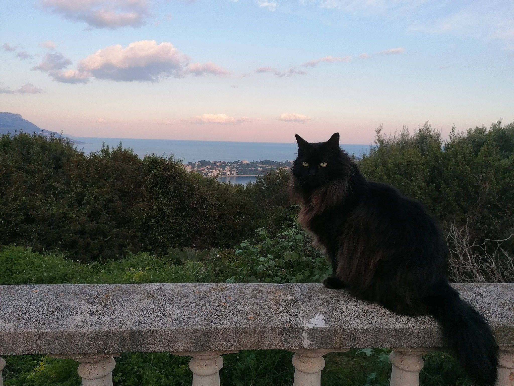 Boris a rejoint le concours — aidez-le/la à gagner de superbes lots ! black_cat, carnivore, cat, domestic_short_haired_cat, felidae, mountain, nebelung, photography, roof, sitting, sky, small_to_medium_sized_cats, tail, tree, whiskers