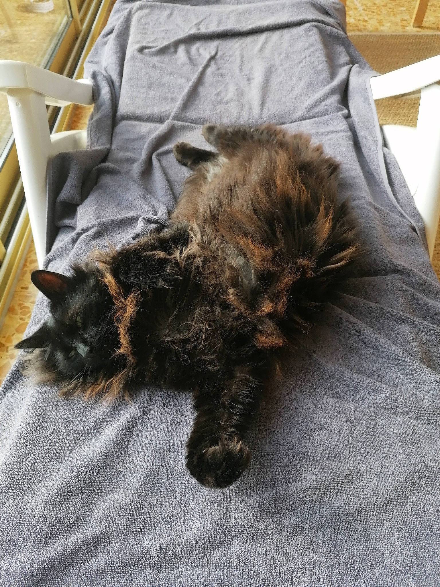 Boris a rejoint le concours — aidez-le/la à gagner de superbes lots ! cairn_terrier, canidae, carnivore, cat, domestic_long_haired_cat, felidae, fur, kitten, maine_coon, mammal, nap, norwegian_forest_cat, persian, sleep, small_to_medium_sized_cats, tail, whiskers