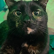 Opal joined the competition — help win amazing prizes! animal, black_fur, brown_fur, cat, close_up, curious, cute, domestic_animal, ears, eyes, face, feline, fur, indoor, mammal, nose, pet, portrait, tortoiseshell, whiskers