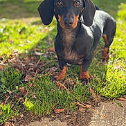 Jolene a rejoint le concours — aidez-le/la à gagner de superbes lots ! alert, black_and_tan, bokeh, close_up, curious, dachshund, dog, ears, grass, lawn, muzzle, nose, outdoor, paws, pet, portrait, shiny_coat, small_breed, sunlight, whiskers
