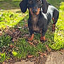 alert, black_and_tan, bokeh, close_up, curious, dachshund, dog, ears, grass, lawn, muzzle, nose, outdoor, paws, pet, portrait, shiny_coat, small_breed, sunlight, whiskers