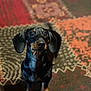 attention, big_eyes, black_and_tan, bokeh, carpet, cozy, cute, dachshund, dog, ears, indoor, looking_up, mammal, nose, patterned_rug, paws, pet, portrait, short_legs, small_dog