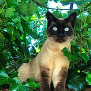 Poppy a rejoint le concours — aidez-le/la à gagner de superbes lots ! cat, siamese_cat, animal, pet, feline, outdoor, greenery, leaves, nature, plant, branch, tree, fur, whiskers, blue_eyes, wildlife, mammal, closeup, portrait, curious