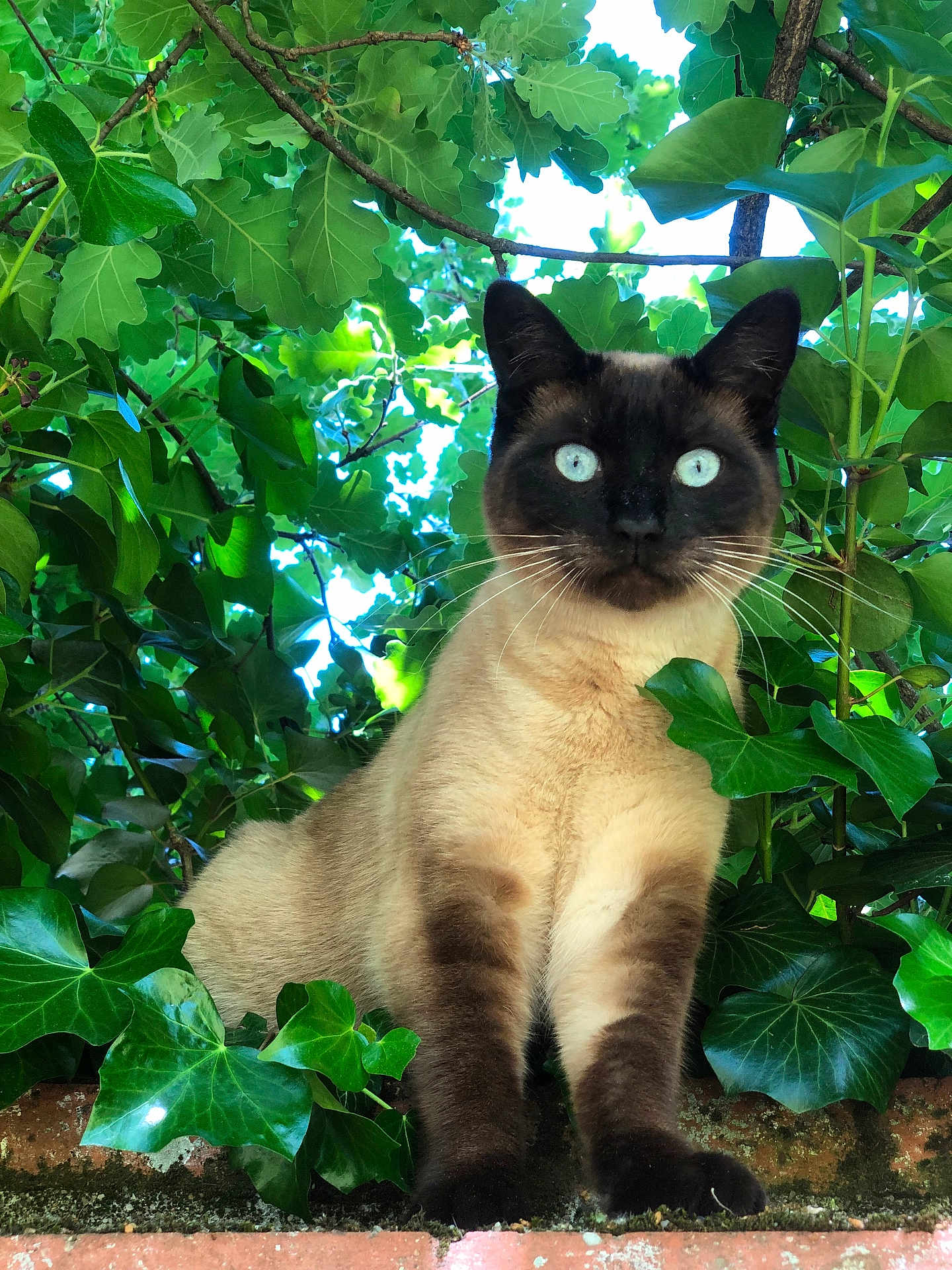 Poppy a rejoint le concours — aidez-le/la à gagner de superbes lots ! cat, siamese_cat, animal, pet, feline, outdoor, greenery, leaves, nature, plant, branch, tree, fur, whiskers, blue_eyes, wildlife, mammal, closeup, portrait, curious