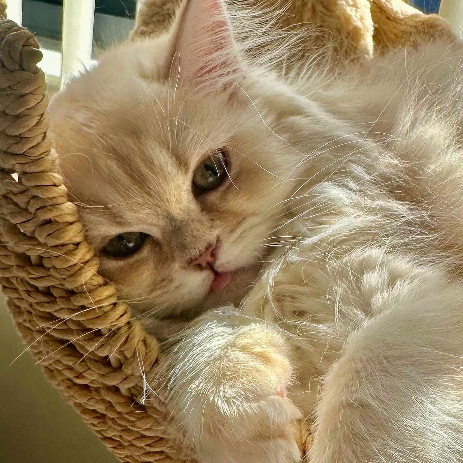 Coco is registered to the contest to win money with this photo: abyssinian, angora, animal, basket, blanket, cat, chair, citrusfruit, face, furniture, head, kitten, manx, person, pet, photography, portrait, siamese, sleeping, snout