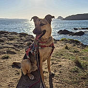 Frida a rejoint le concours — aidez-le/la à gagner de superbes lots ! dog, animal, outdoor, beach, sea, rock, sunlight, harness, leash, water, nature, sky, coast, pet, sitting, landscape, daytime, mammal, canine, scenic