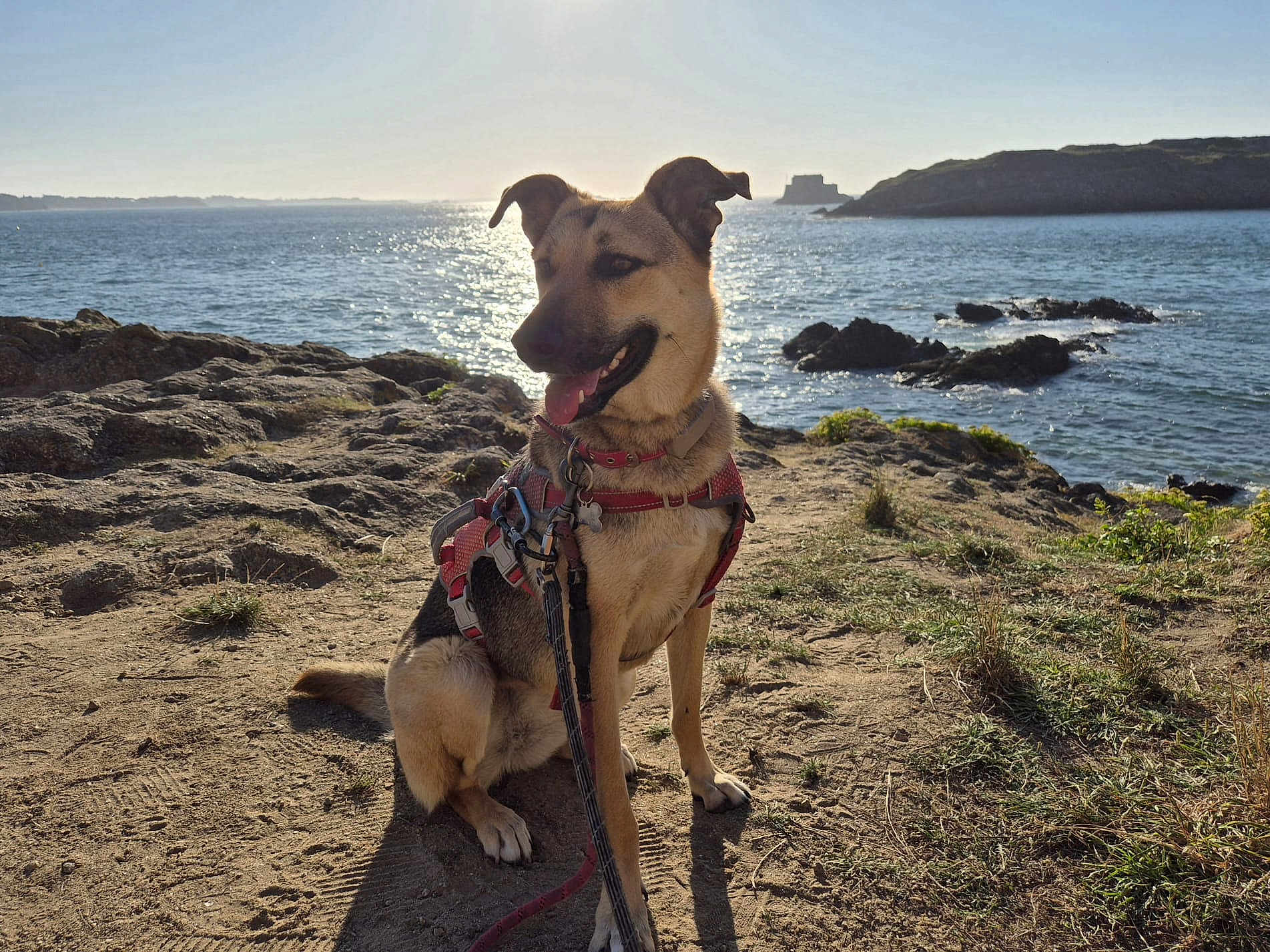 Frida a rejoint le concours — aidez-le/la à gagner de superbes lots ! dog, animal, outdoor, beach, sea, rock, sunlight, harness, leash, water, nature, sky, coast, pet, sitting, landscape, daytime, mammal, canine, scenic