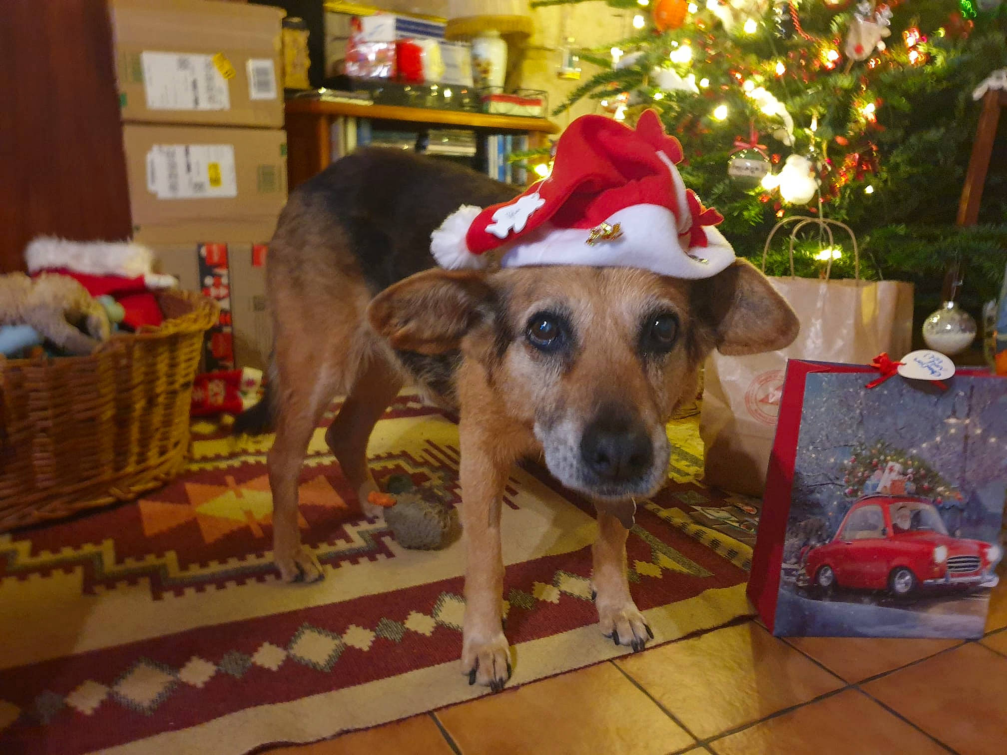 Lyra a rejoint le concours — aidez-le/la à gagner de superbes lots ! carnivore, christmas_tree, collar, companion_dog, costume_hat, dog, dog_breed, dog_clothes, dog_supply, event, fawn, flooring, holiday, party_hat, pet_supply, picnic_basket, shelf, snout, storage_basket, working_animal