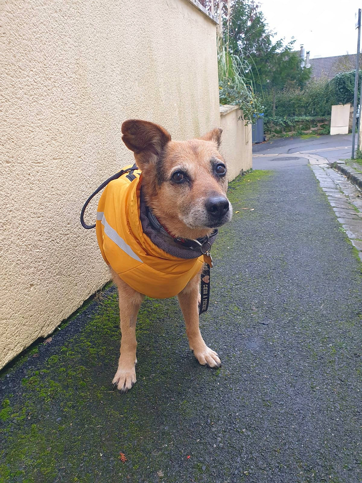 Lyra participe au concours pour gagner de l'argent avec cette photo : asphalt, canidae, carnivore, collar, companion_dog, dog, dog_breed, dog_clothes, dog_collar, dog_supply, fawn, grass, leash, plant, road_surface, sky, snout, sporting_group, tree, working_animal