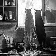 Loki Taz a rejoint le concours — aidez-le/la à gagner de superbes lots ! cat, cats, kitchen, window, counter, reflection, black_and_white, silhouette, curious, domestic, pets, glass, tiled_wall, bottle, dishcloth, sink, pots, stove, appliances, indoor