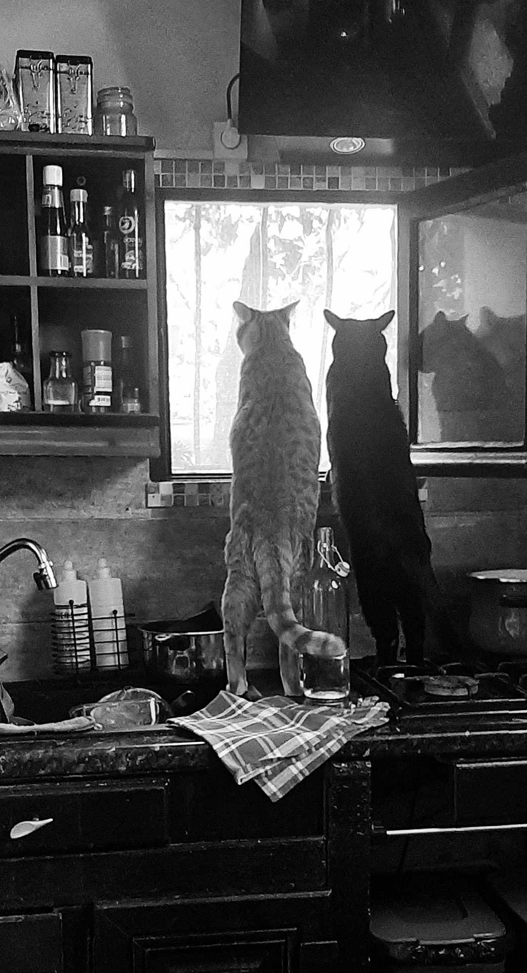 Loki Taz a rejoint le concours — aidez-le/la à gagner de superbes lots ! cat, cats, kitchen, window, counter, reflection, black_and_white, silhouette, curious, domestic, pets, glass, tiled_wall, bottle, dishcloth, sink, pots, stove, appliances, indoor