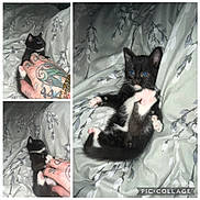 Connie Jones is registered to the contest to win money with this photo: kitten, black_and_white, cat, paw, tattoo, hand, bedspread, floral_pattern, cute, playful, pet, animal, indoor, collage, pink_paw_pads, feline, resting, white_fur, black_fur, young