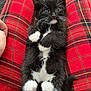 Connie Jones joined the competition — help win amazing prizes! kitten, cat, black_and_white, fur, whiskers, paws, lying_down, lap, red_plaid_pants, person, hand, striped_shirt, cute, pet, indoor, cozy, fur_texture, relaxed, small, animal