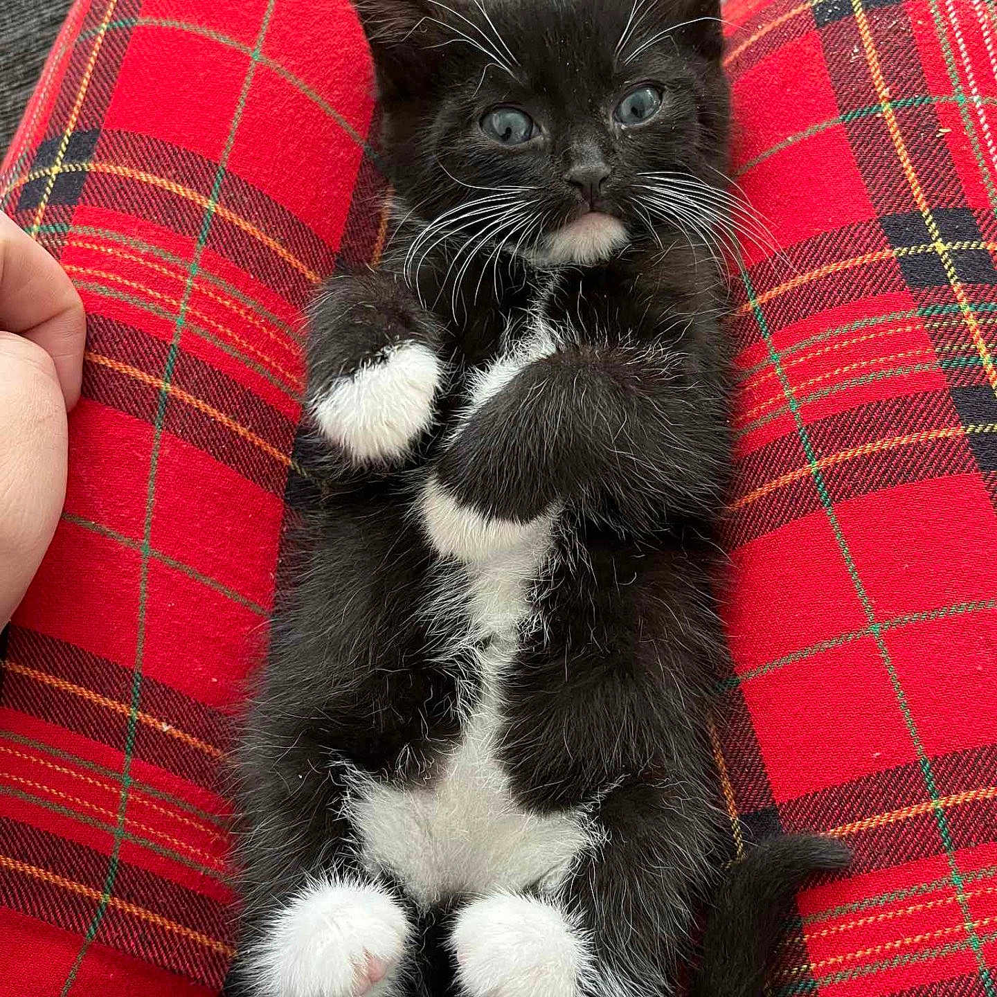 Connie Jones joined the competition — help win amazing prizes! animal, black_and_white, cat, cozy, cute, fur, fur_texture, hand, indoor, kitten, lap, lying_down, paws, person, pet, red_plaid_pants, relaxed, small, striped_shirt, whiskers