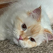 Margaux joined the competition — help win amazing prizes! cat, fluffy, closeup, carpet, pet, animal, fur, whiskers, pink_nose, cute, relaxed, laying_down, indoor, soft, face, ears, sleepy, domestic_cat, mammal, feline