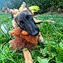 dog, stuffed_animal, grass, ears, toy, outdoor, greenery, plants, nature, pet, canine, playful, lying_down, fur, mouth, garden, animal, leaf, daylight, cute