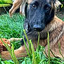 Frëja a rejoint le concours — aidez-le/la à gagner de superbes lots ! dog, german_shepherd, grass, greenery, outdoor, pet, animal, canine, fur, closeup, nature, toy, relaxed, lying_down, brown, black, ears, snout, eyes, collar
